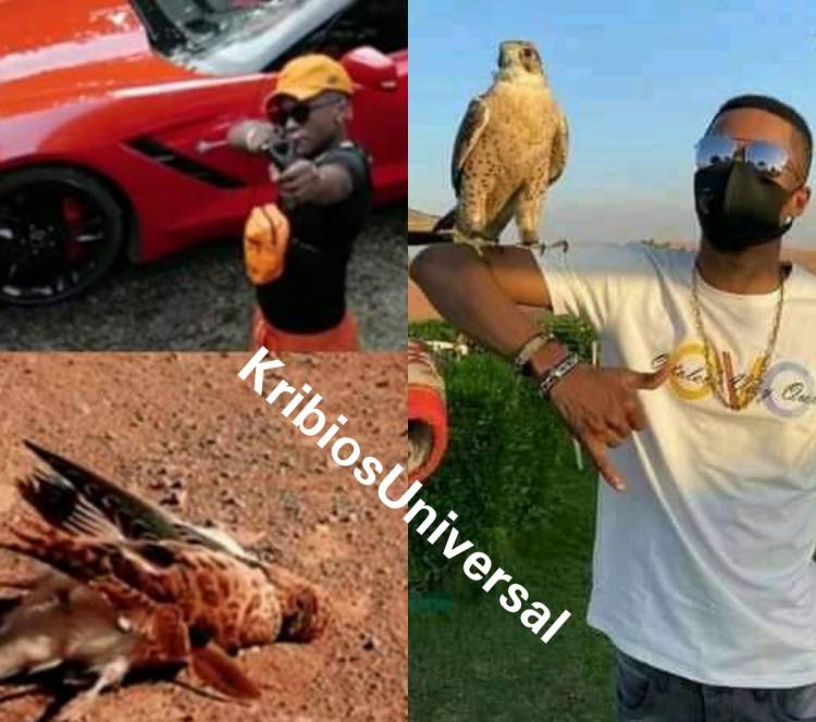 Affaire "Meme": Enfin Gaz Mawete répond à Innoss’B avec un oiseau sur son bras !