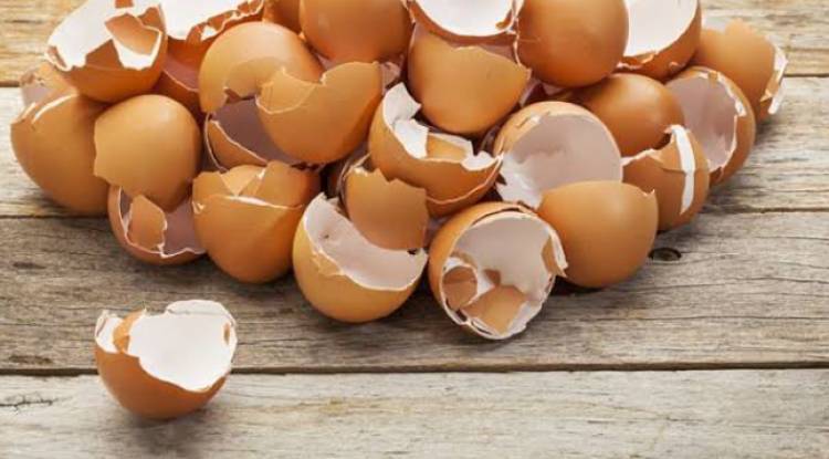 Voici diverses utilisations de coquilles d’œufs qui vous faciliteront la vie 